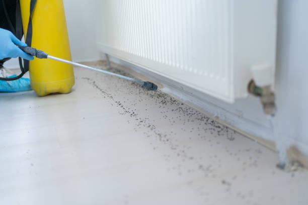 Best Emergency Pest Control  in Rosepine, LA
