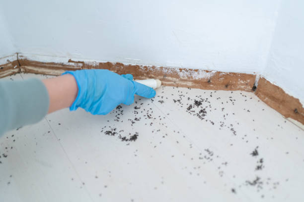 Best Termite Control Services  in Rosepine, LA