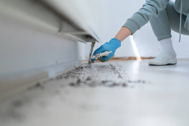 Best Rat Extermination Near Me  in Rosepine, LA